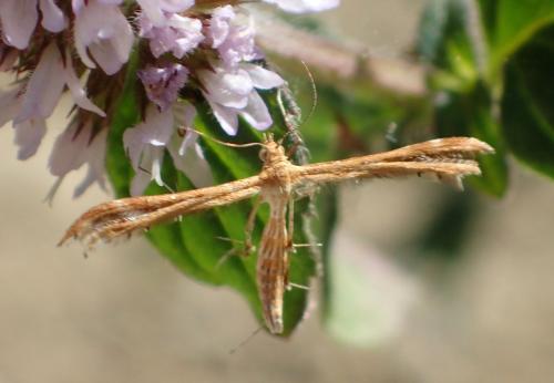 Oxyptilus sp.